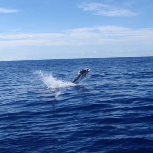 Salsa 3/4 day charter